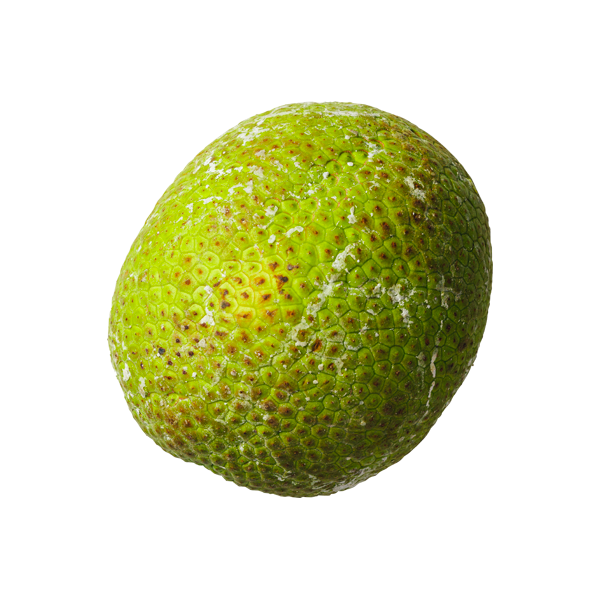 Breadfruit Artocarpus Altilis (1.5kg)