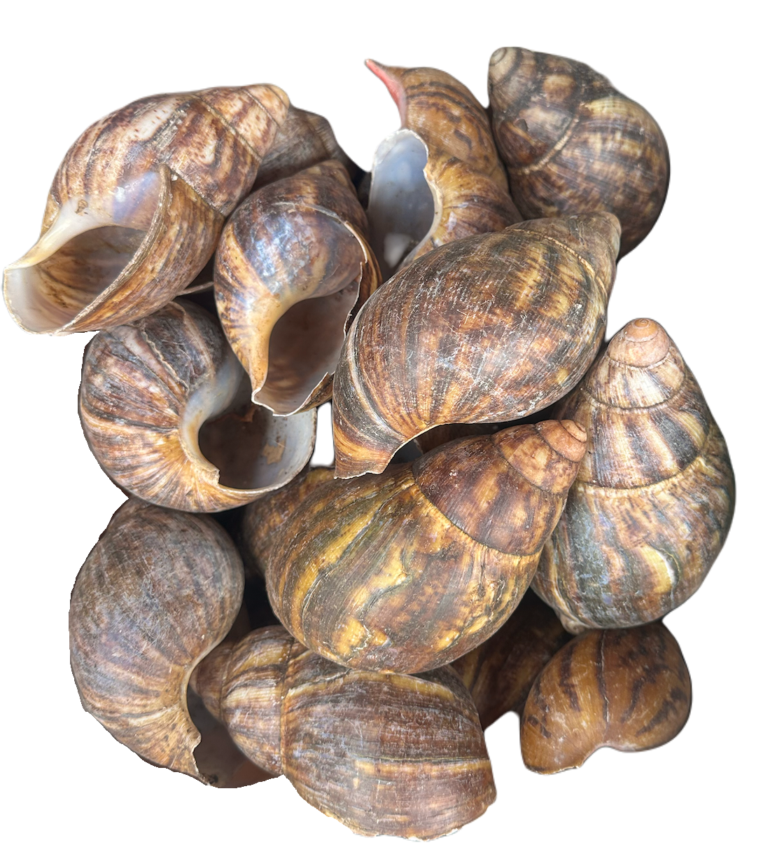 Fresh Giant Snails (2 Snails)