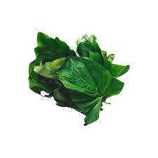 Ayoyo leaves or Jute Mallow(1 Unit)